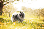 Wolfsspitz