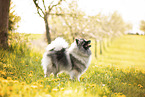 Wolfsspitz