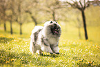 Wolfsspitz