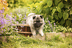 Wolfsspitz Welpe