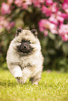 Wolfsspitz Welpe