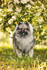 Wolfsspitz