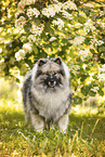 Wolfsspitz