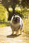 Wolfsspitz