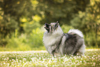 Wolfsspitz