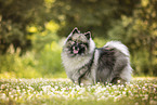 Wolfsspitz