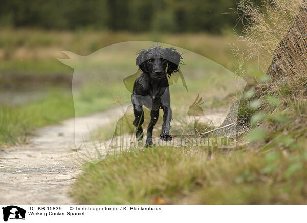 Working Cocker Spaniel / Working Cocker Spaniel / KB-15839