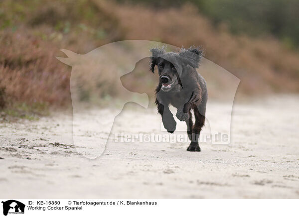 Working Cocker Spaniel / KB-15850
