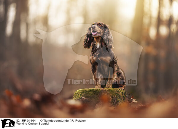 Working Cocker Spaniel / Working Cocker Spaniel / RP-01464