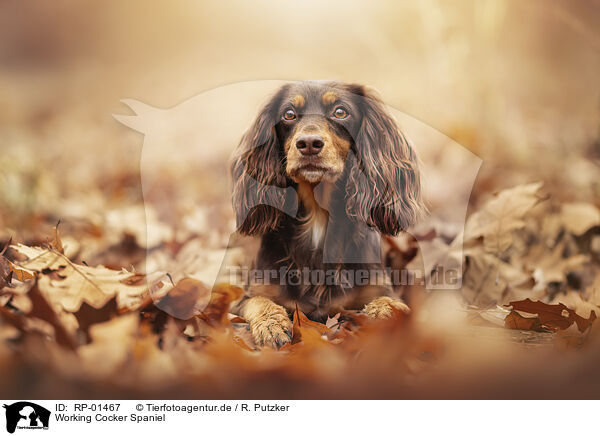 Working Cocker Spaniel / Working Cocker Spaniel / RP-01467