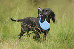 Working Cocker Spaniel