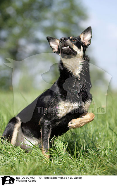 Working Kelpie / DJ-02793