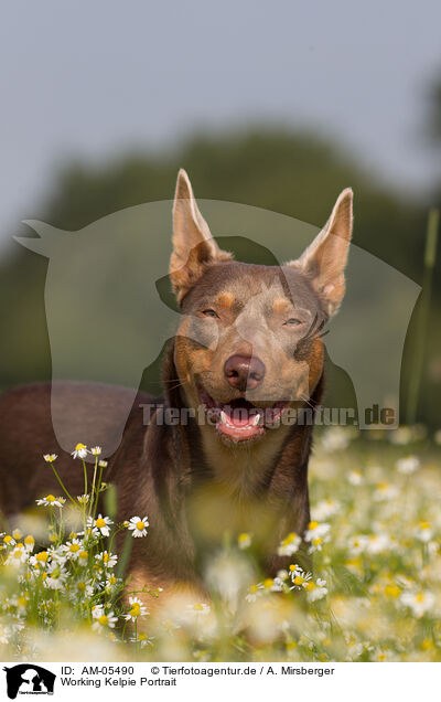 Working Kelpie Portrait / Working Kelpie Portrait / AM-05490