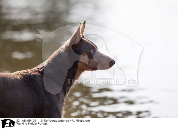 Working Kelpie Portrait / AM-05499