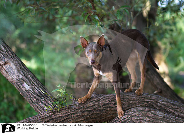 Working Kelpie / AM-05506