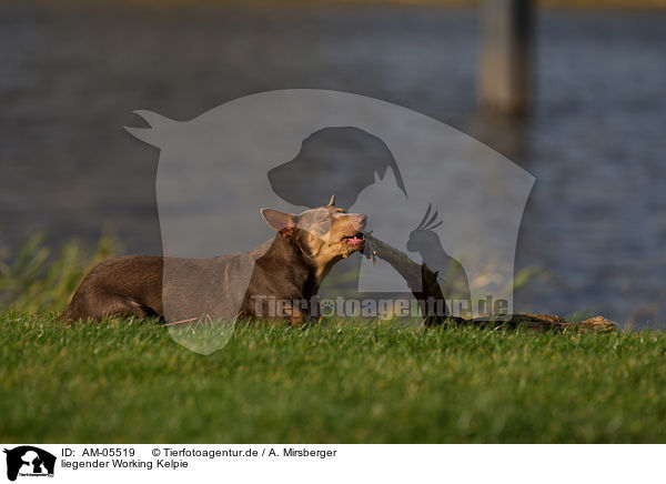 liegender Working Kelpie / AM-05519