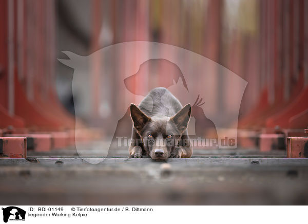 liegender Working Kelpie / lying Working Kelpie / BDI-01149