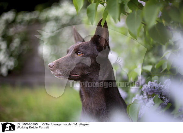 Working Kelpie Portrait / Working Kelpie portrait / MW-16505