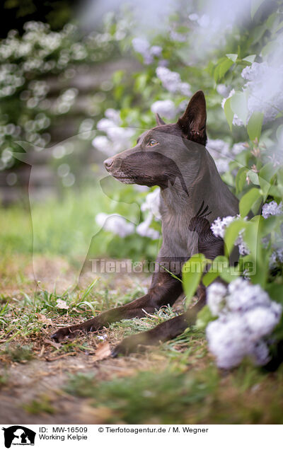 Working Kelpie / Working Kelpie / MW-16509