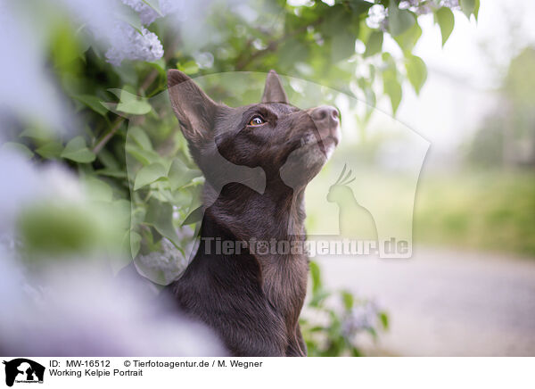 Working Kelpie Portrait / Working Kelpie portrait / MW-16512