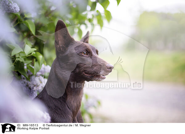 Working Kelpie Portrait / MW-16513