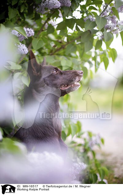 Working Kelpie Portrait / Working Kelpie portrait / MW-16517