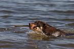 schwimmender Working Kelpie