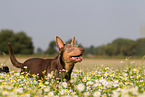 Working Kelpie Portrait