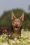 Working Kelpie Portrait