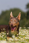 Working Kelpie Portrait