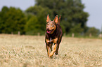 rennender Working Kelpie