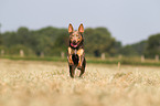 rennender Working Kelpie