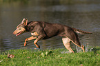 rennender Working Kelpie