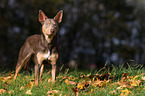 Working Kelpie