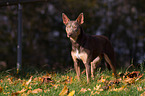 Working Kelpie