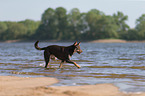 rennender Working Kelpie