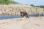 rennender Working Kelpie