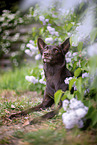 Working Kelpie