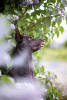 Working Kelpie Portrait