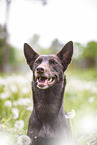 Working Kelpie Portrait