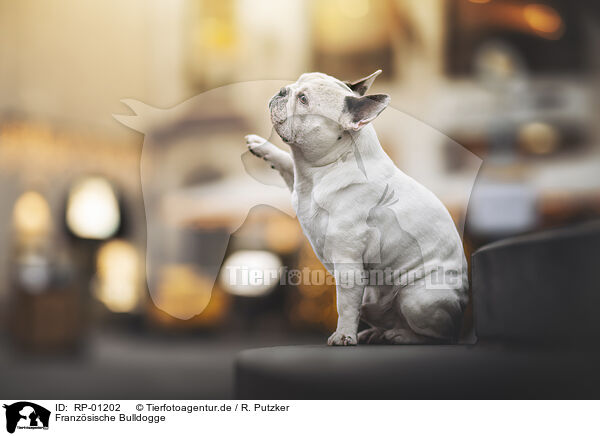 Franz�sische Bulldogge / RP-01202