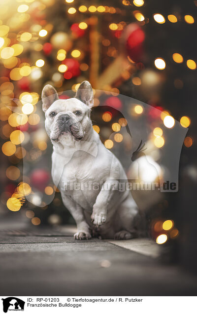 Franz�sische Bulldogge / RP-01203