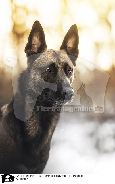 X-Herder / X-Herder / RP-01561