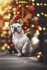Franz�sische Bulldogge