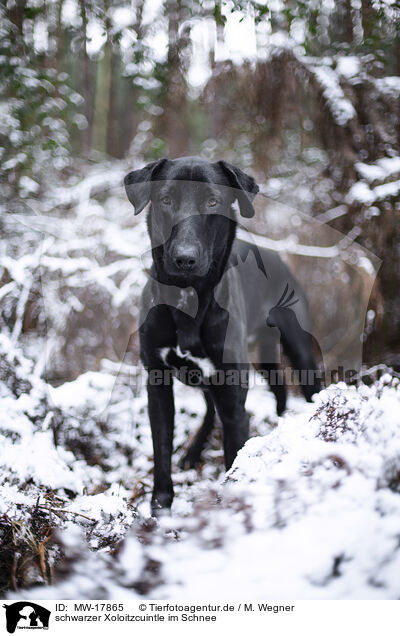 schwarzer Xoloitzcuintle im Schnee / MW-17865