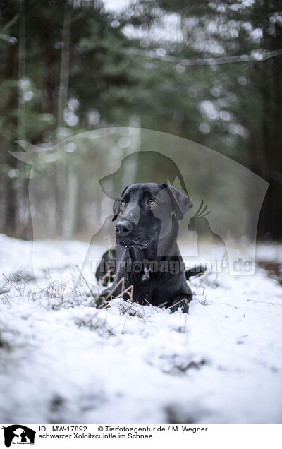 schwarzer Xoloitzcuintle im Schnee / MW-17892