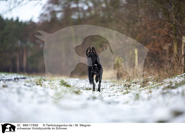 schwarzer Xoloitzcuintle im Schnee / MW-17898