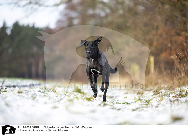 schwarzer Xoloitzcuintle im Schnee / black Xoloitzcuintle in the snow / MW-17899