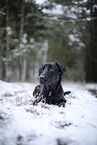 schwarzer Xoloitzcuintle im Schnee