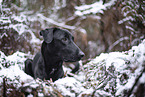 schwarzer Xoloitzcuintle im Schnee